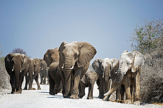牧群,非洲象,走,土路,埃托沙国家公园,纳米比亚,非洲