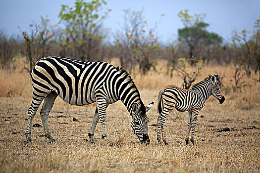 白氏斑马,马,斑马,女性,小马,克鲁格国家公园,南非,非洲