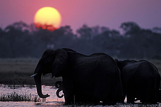 博茨瓦纳,莫雷米禁猎区,大象,牧群,非洲象,喝,水池,靠近,日落
