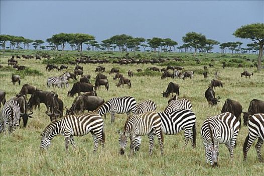 白氏斑马,斑马,蓝角马,角马,牧群,放牧,一起,草地,短小,下雨,季节,十一月,马赛马拉国家保护区,肯尼亚