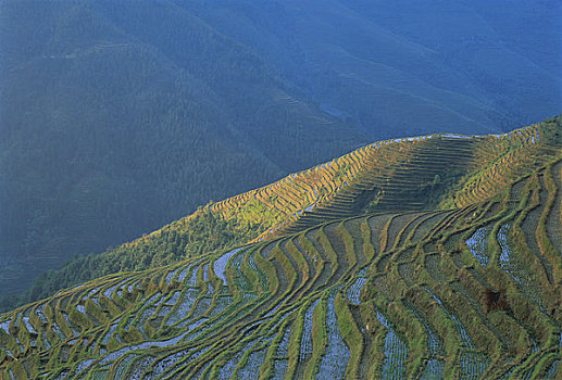 俯视,阶梯状,稻田,龙山,中国
