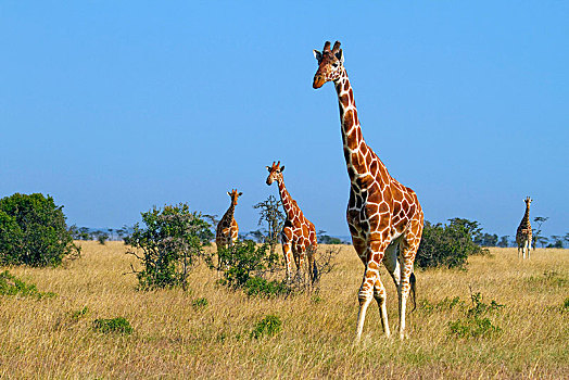 群,网纹长颈鹿,长颈鹿,漫游,大草原,萨布鲁国家公园,肯尼亚,非洲