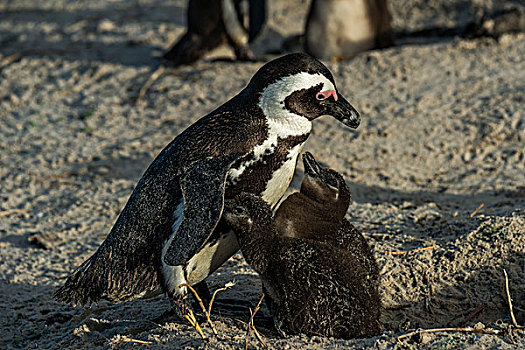 黑脚企鹅,非洲企鹅,饲养,鸟,两个,幼禽,10星期大,漂石,海滩,城镇,西海角,南非,非洲