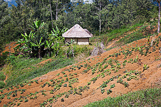 房子,花园,塔里,巴布亚新几内亚