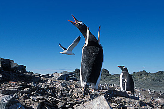 南极,利文斯顿,岛屿,巴布亚企鹅,海鸥,栖息地,朝日
