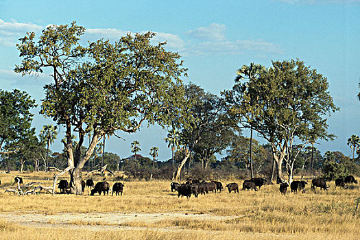牧群,非洲,水牛,放牧,土地,万基国家公园,津巴布韦,非洲水牛
