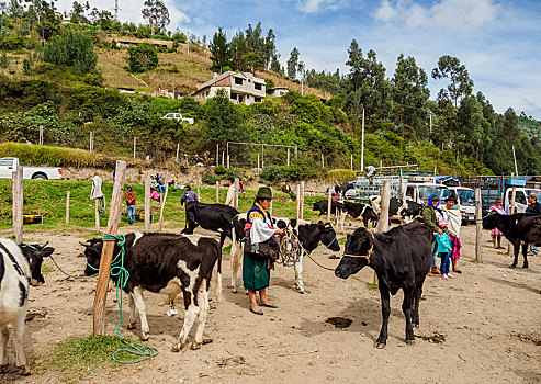 星期六,牲畜,市场,因巴布拉省,省,厄瓜多尔,南美