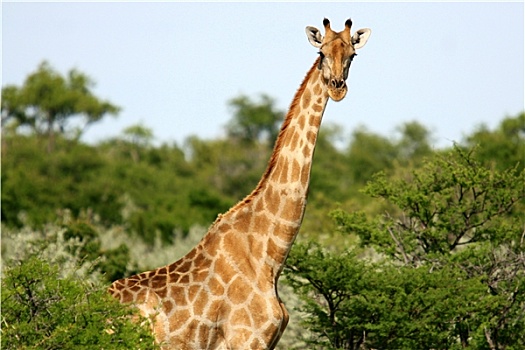 长颈鹿,纳米比亚