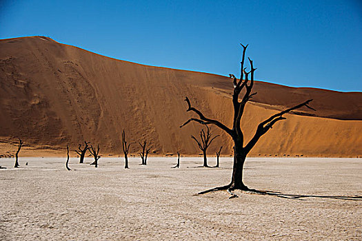 树,荒芜,死亡谷,纳米比亚
