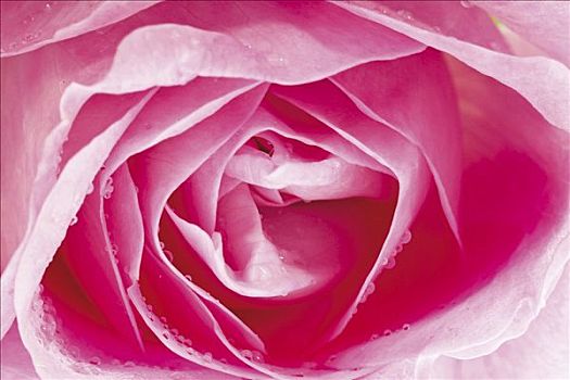 玫瑰,粉色,花,全画幅