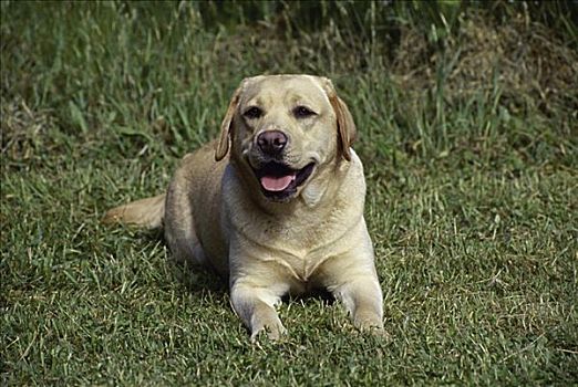 黄色拉布拉多犬