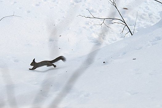 北海道松鼠,跑,雪原