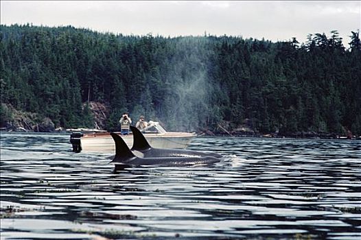 研究人员,观注,逆戟鲸,不列颠哥伦比亚省,加拿大