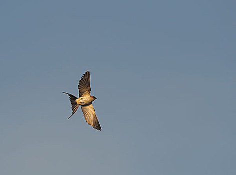 自由飞翔斑腰燕