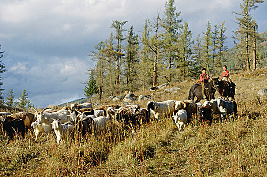 放牧,新疆维吾尔自治区
