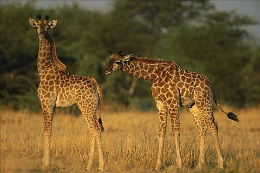 长颈鹿,两个,幼小,萨维提,乔贝国家公园,博茨瓦纳