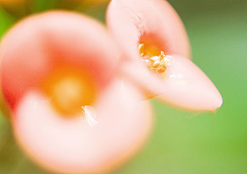 花,局部,特写