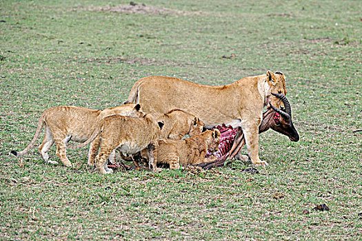 狮子,杀死,马赛马拉,肯尼亚,东非,非洲