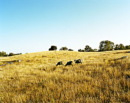 绵羊,草场