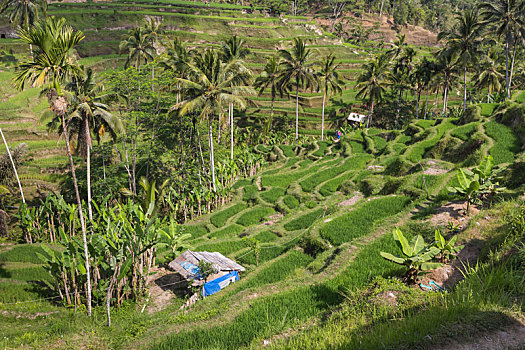 绿色,稻田,巴厘岛,靠近,乌布,印度尼西亚