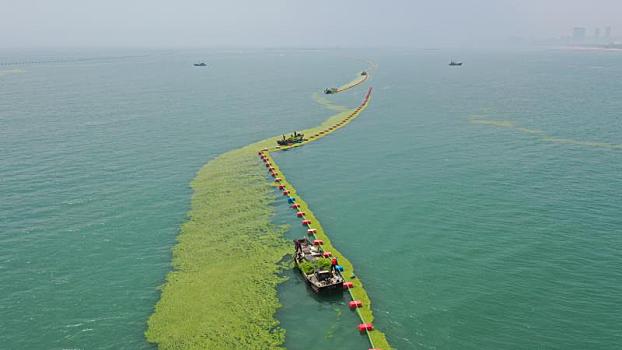 山东省日照市,渔船海上打捞浒苔繁忙有序