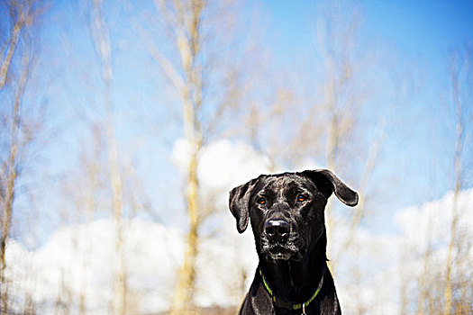 杂交品种,拉布拉多犬,不列颠哥伦比亚省,加拿大