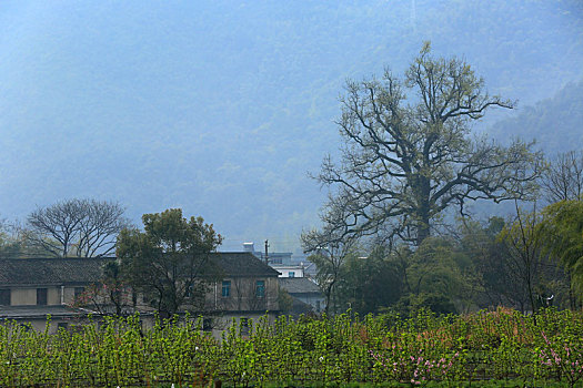 田野,民居,房子