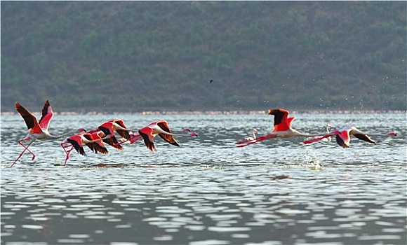 火烈鸟,靠近,湖,肯尼亚