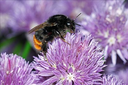 大黄蜂,收集,花粉,细香葱,北葱,花园,英格兰