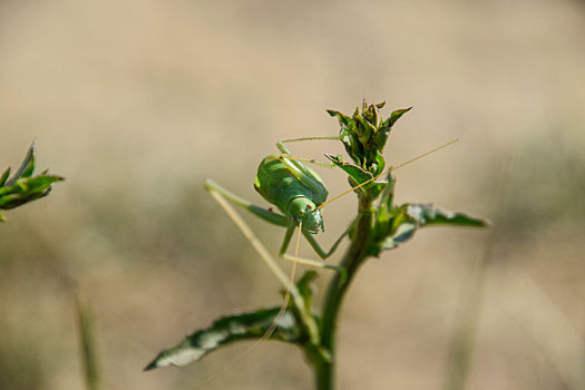 菊苣,茎,蝗虫