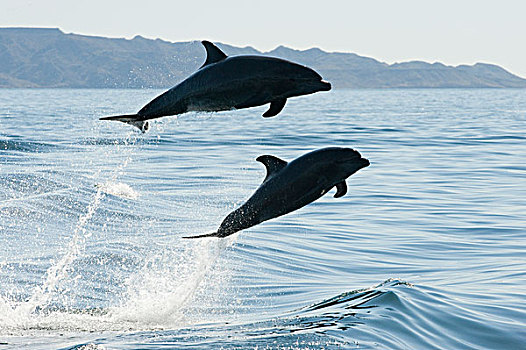 宽吻海豚,一对,跳跃,下加利福尼亚州,墨西哥