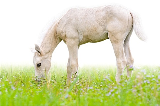 马,小马,草丛,隔绝,白色背景