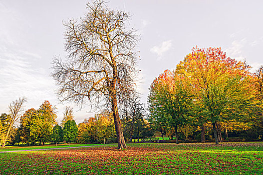 秋日风光,大树,落叶,遮盖,地面,秋天,枝条,漂亮,秋色,背景