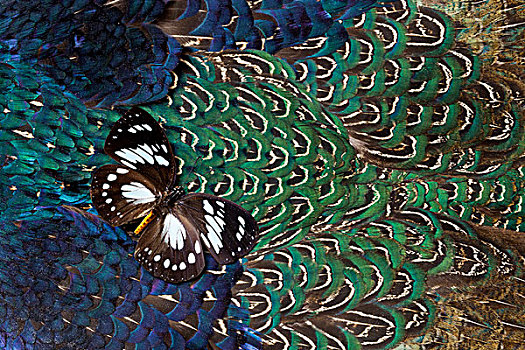 树林,皇后,蝴蝶,胸部,羽毛,环颈雉,设计
