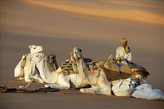 柏柏尔人,白色,骆驼,沙子,利比亚