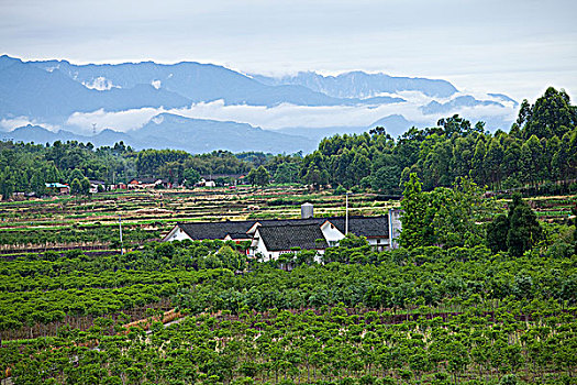 四川邛崃