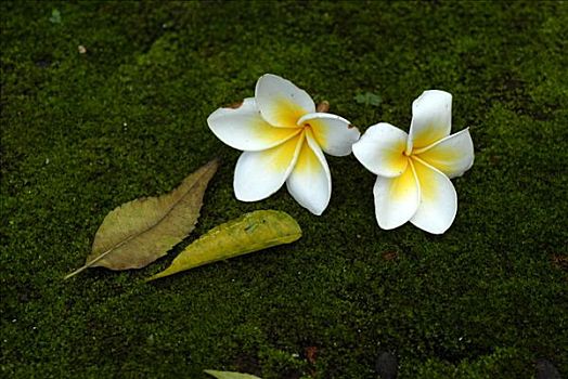 普通,鸡蛋花,庙宇,树,国家,花,老挝