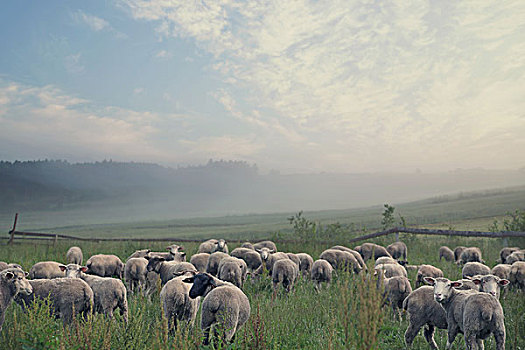 风景,吃,绵羊