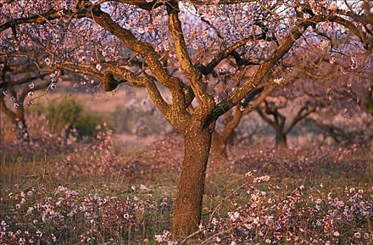 花,杏树,加泰罗尼亚,西班牙