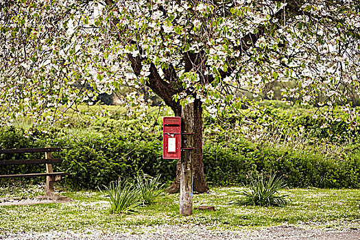 红色,邮筒,花,树,长椅,正面,地点,密集,农作物