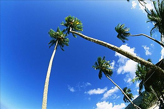仰视,棕榈树,特立尼达,加勒比海