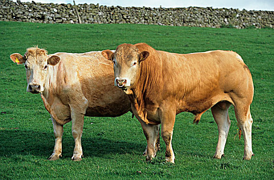 家牛,金发,公牛,母牛,坎布里亚,英格兰,欧洲
