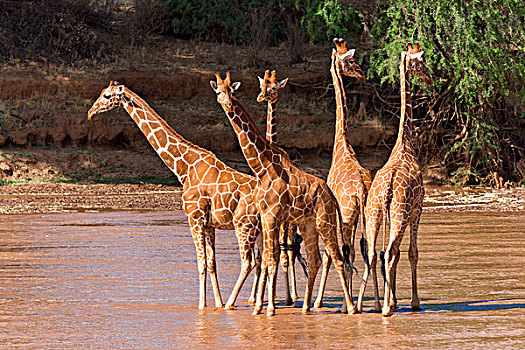 网纹长颈鹿,群,站立,河,萨布鲁国家公园,肯尼亚,非洲