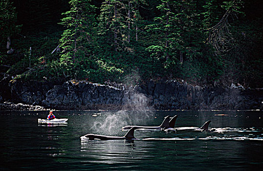 逆戟鲸,约翰斯顿海峡,漂流者,温哥华岛,不列颠哥伦比亚省,加拿大