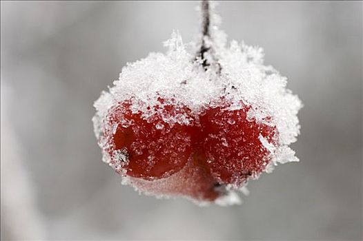 冰,冰冻,浆果,枝条,阿拉斯加,冬天