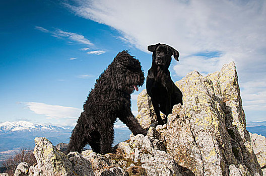 拉布拉多犬,上面,山