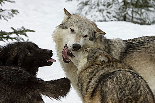 大灰狼,狼,群,展示,强势,顺从,动作,蒙大拿