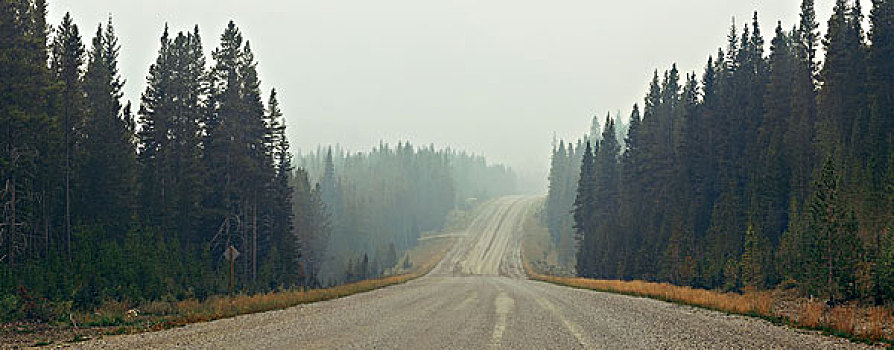 雾状,道路,树林,班芙国家公园