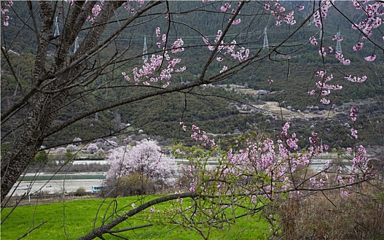 春满岗村