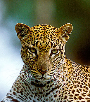 豹,猎捕,树林,肯尼亚